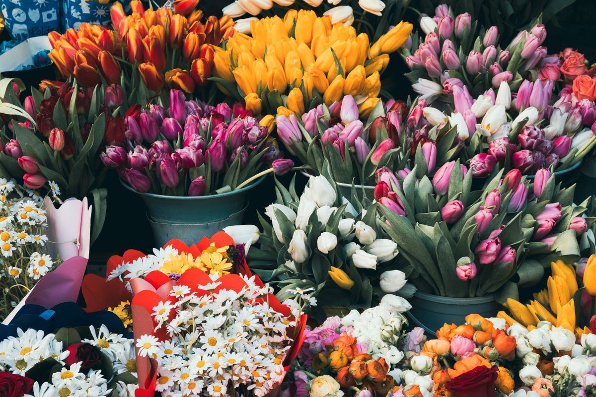 Loose tulips in warm orange and pink laid across a wooden work table