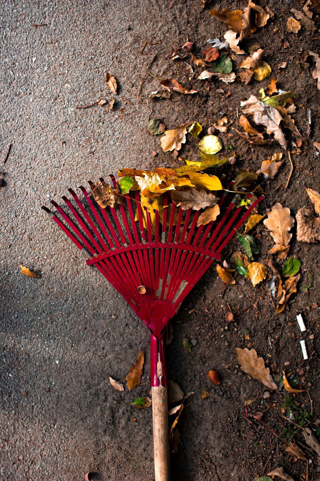 A rake gathering fallen autumn leaves