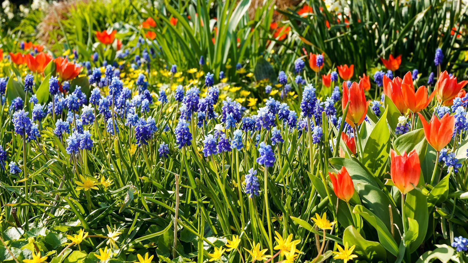 A Portland garden bed in full spring bloom