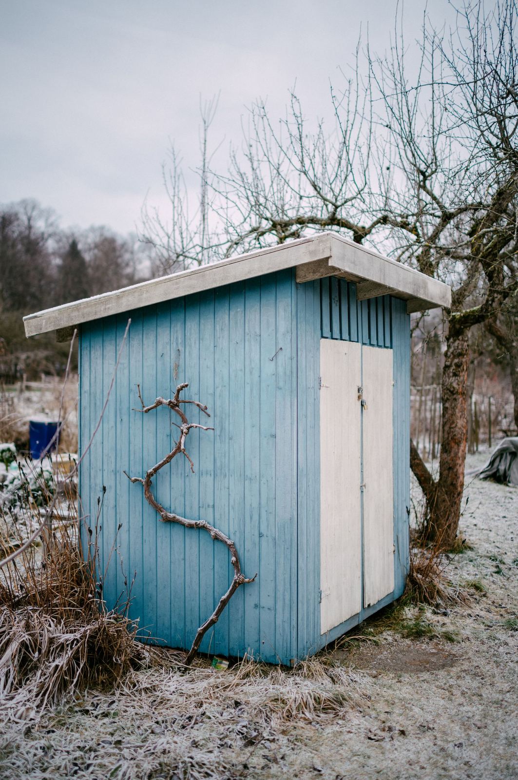 A frosty winter yard with a garden shed